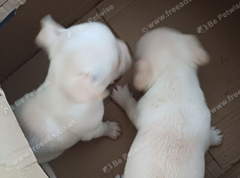 Chug puppies