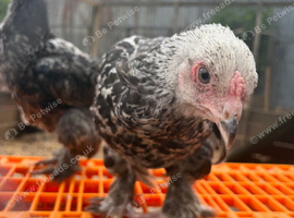 Brahma cockrels