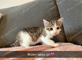 Brown/White Tabby Girl - Last Kitten Available