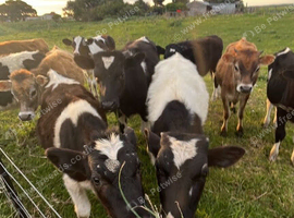 FREE COWS to a good home
