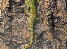 4 baby giant day geckos