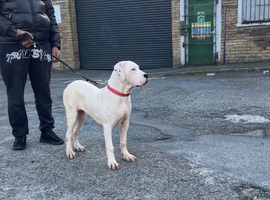 Bully kutta female puppy