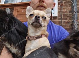 Female chihuahua