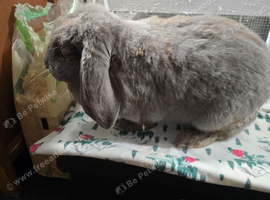 French lop doe for sale