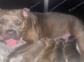 Standard American bully's