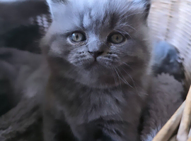 LITTLE LADY HARRIET, GCCF BLUE BRITISH SHORTHAIR
