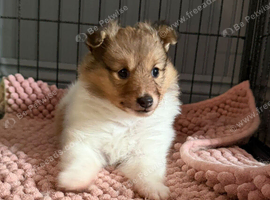 Female Shetland sheepdog looking for her forever home
