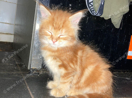 Lovely ginger kittens