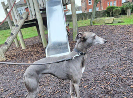 Bedlington x whippet puppies