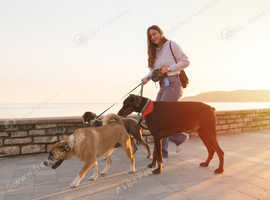 dog walker