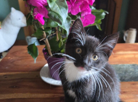Girl kitten