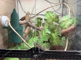 5 panther chameleons for sale