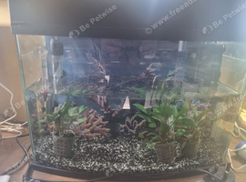 40 ltr fish tank