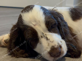 6 month old Cocker Soaniel