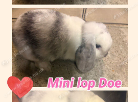 Mini lop doe