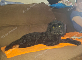 Black female cockapoo