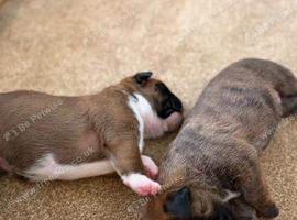 Beautiful Boxer Puppies