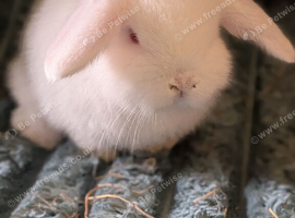 Mini lop