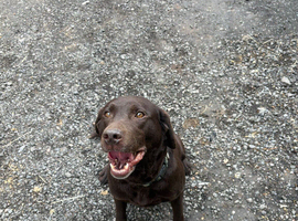 Stunning 8 Year old working choclate lab