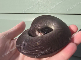 Gorgeous Super black pastel python.
