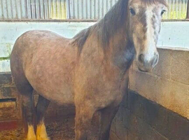 Irish draught x cob mare 5 year old