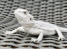 Snow Zero Bearded Dragon