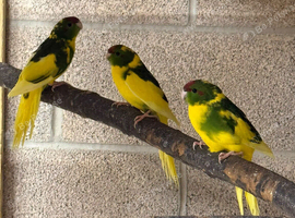 Kakariki parrot