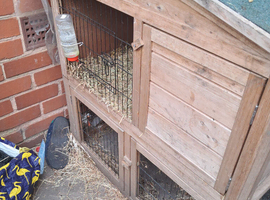 Guinea pig