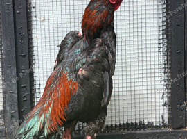Black jap x hint cock