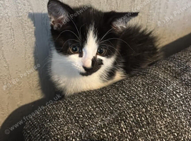 male black and white kitten