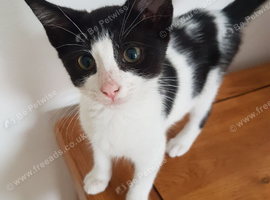 Lovely 11‑week‑old female kitten &ndash; ready now.
