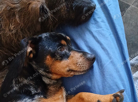 2 boys left out of three looking for new  loving homes