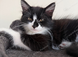 Cats for rehoming