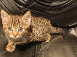 Maine coon x Bengal price reduced