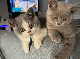 Olny 2 boys left Ready now full british shorthair