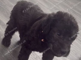 Bedlington terrier puppies