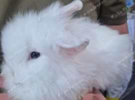 Stunning Bunny's available