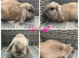 Stunning Purebred Lilac Torte Mini Lop Doe