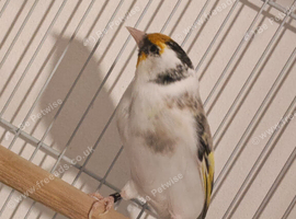 Pied Siberian goldfinch