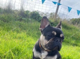 French Bulldog black and cream Female