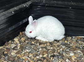 Netherland dwarf buck (albino)