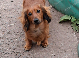 Gorgeous friendly shaded red miniature dachshund boy