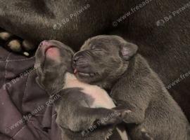 Blue Staffy pups