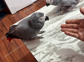 African grey parrot Glasgow