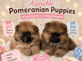 READY TO GO POM PUPPIES
