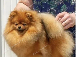 Pomeranians Teddy Bear Puppies