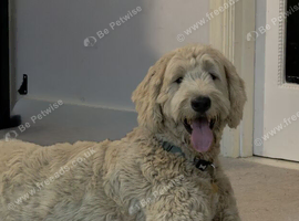 Loving home needed!