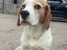 Beagle for stud