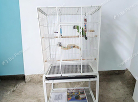 Baby Senegal with brand new cage