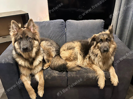 German shepherd puppies